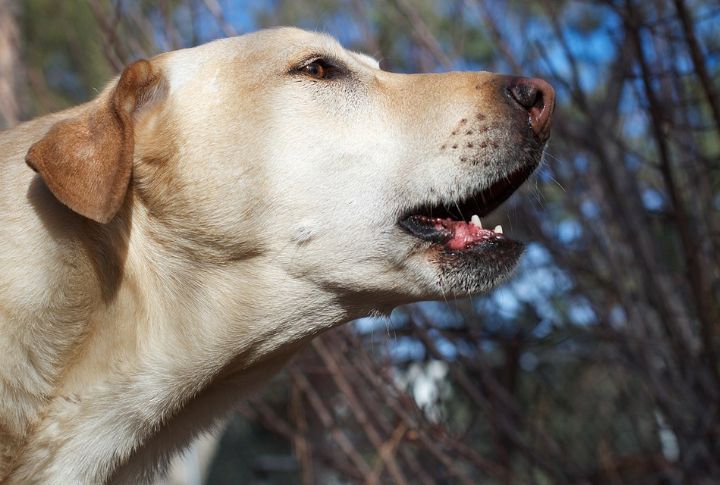 Vocalizations Like Whining, Barking, Or Howling