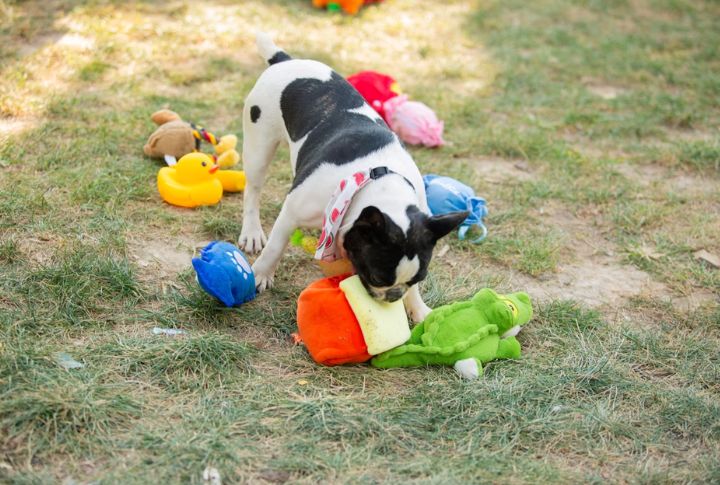 Plush Toys