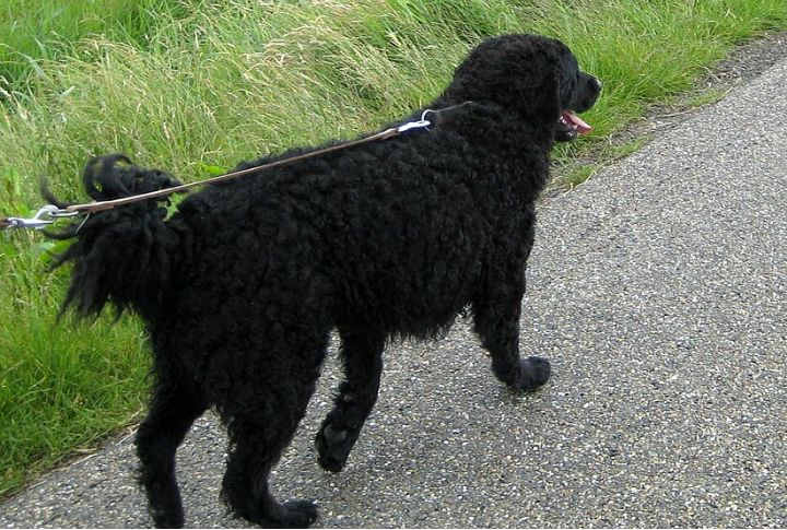 Not Recommended For First-Time Dog Owners