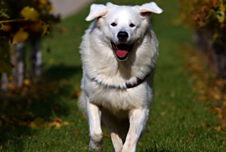 Moderate Exercise And Care Needs
