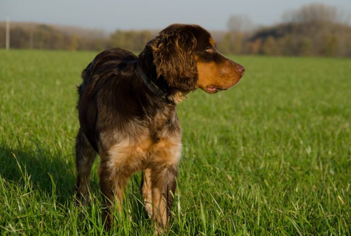 Hunting Instincts Remain Active