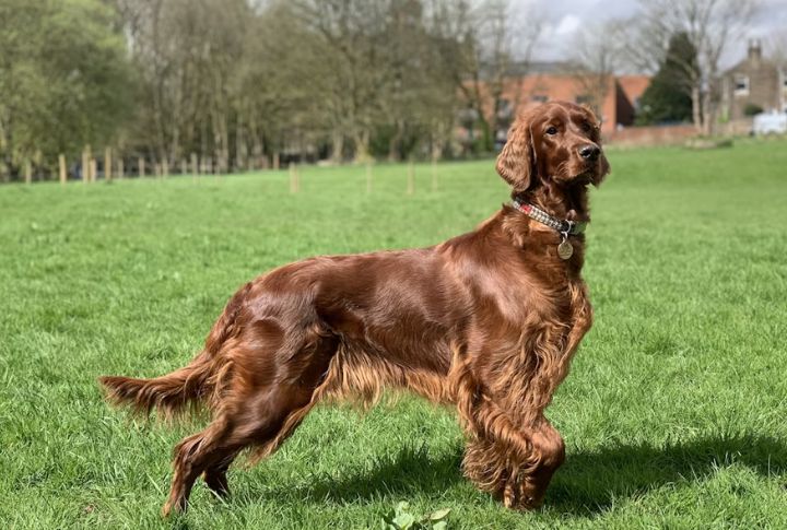 Coat Colors Found In Setter Breeds