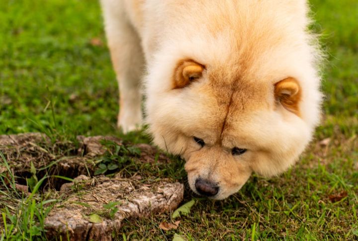 Chow Chow