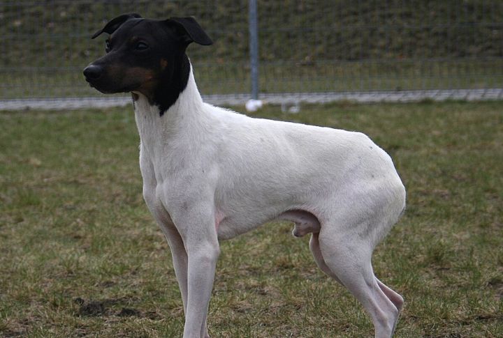 Japanese Terrier