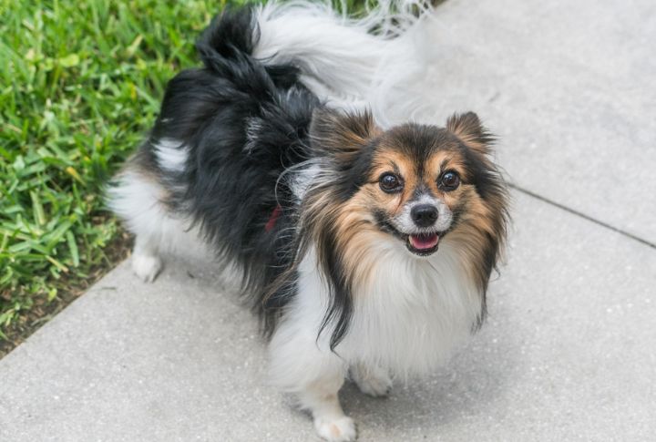 Papillon