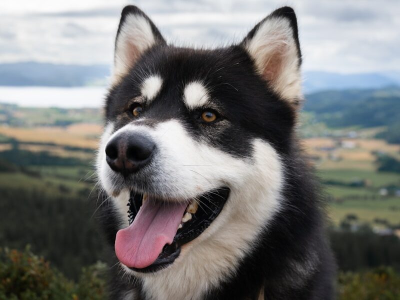 a dog with its tongue out