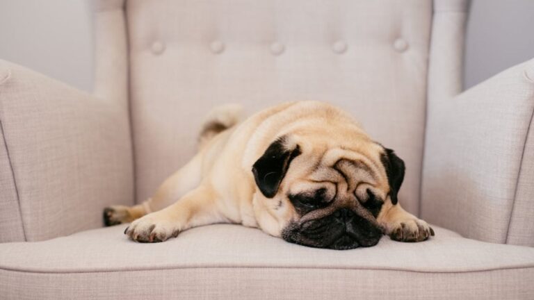 10 Ways To Spot Vitamin Deficiency In Your Dog