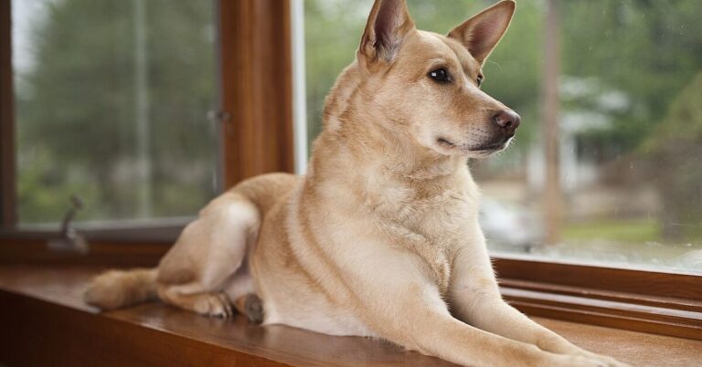 10 Wild Truths About America’s Dingo