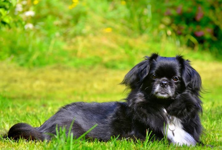 They Were Ancient Watchdogs Of Monasteries