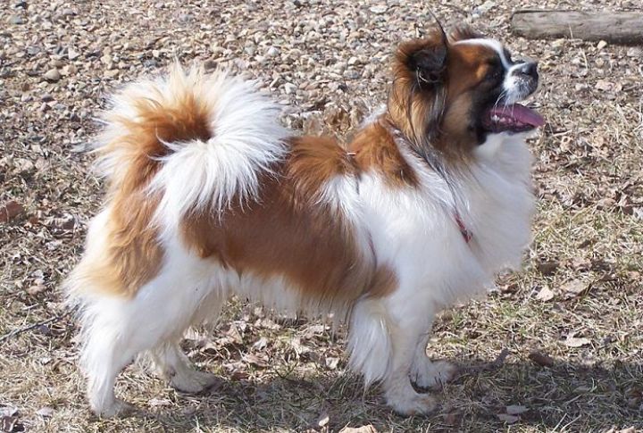 The "Lion’s Mane" Is More Than Just Cute