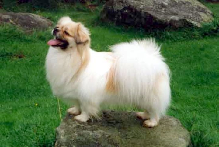 Share DNA With Ancient Eastern Breeds