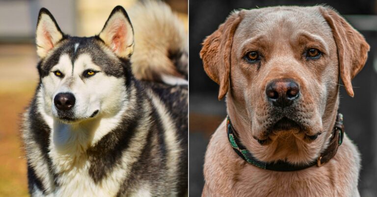 Meet 10 Alaskan Malamute Mixes Full Of Fluffy Charm