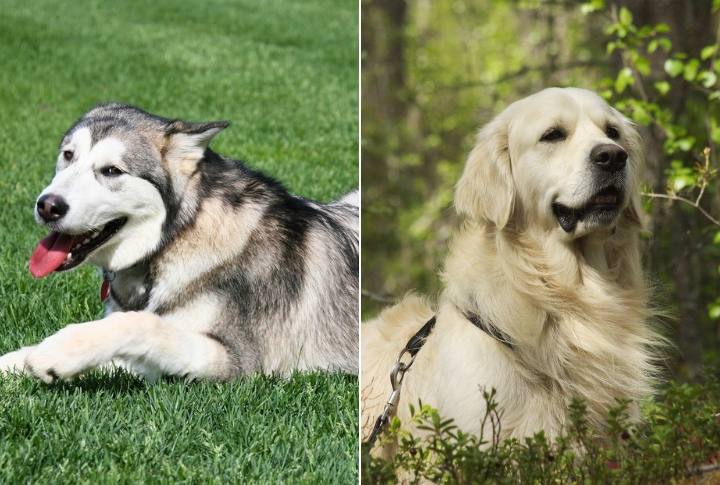 Golden Malamute