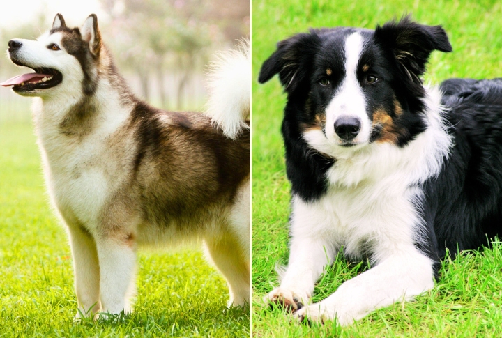 Malamute Border Collie Mix