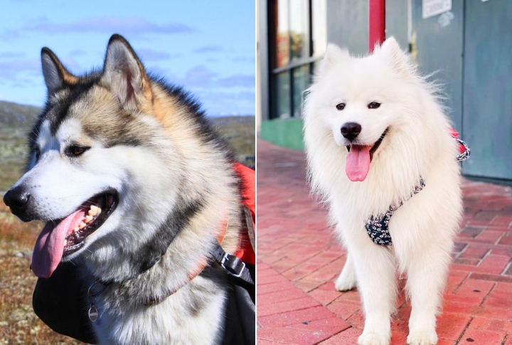 Malamute Samoyed Mix