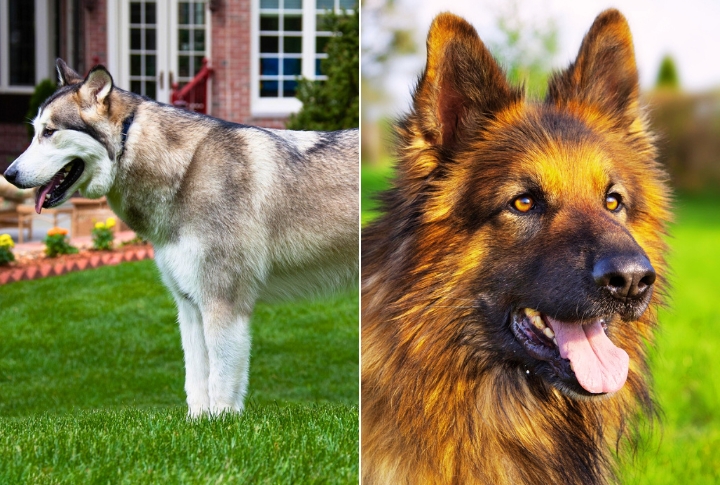 Malamute German Shepherd Mix
