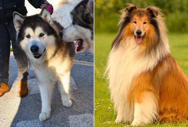Malamute Collie Mix