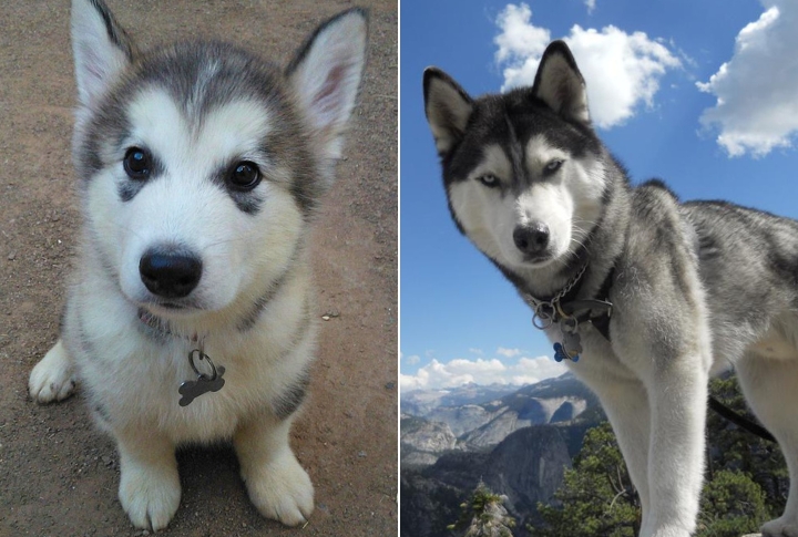 Alusky