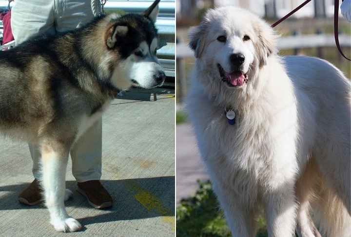 Alaskan Malanees