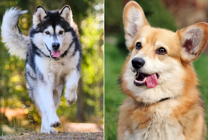 Malamute Corgi Mix