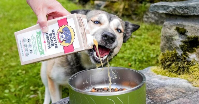 Give Your Dog’s Bowl A Boost With These 10 Toppers