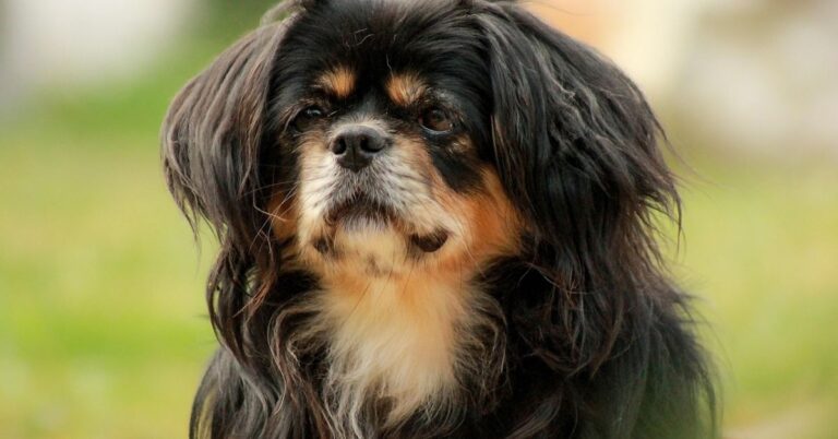 Why The Tibetan Spaniel Is Unlike Any Other Dog