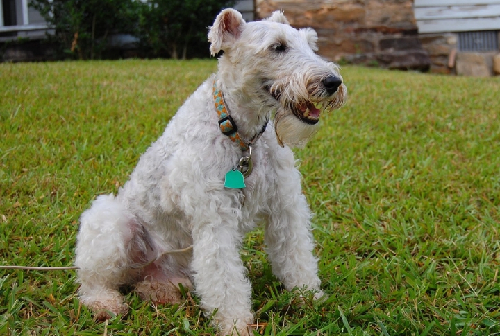 Fox Terrier