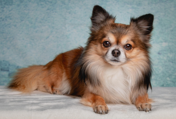 Chihuahua
