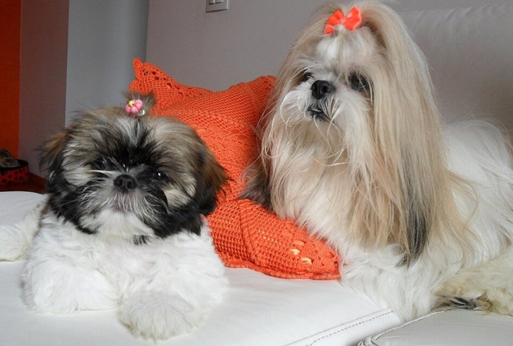 Shih Tzu