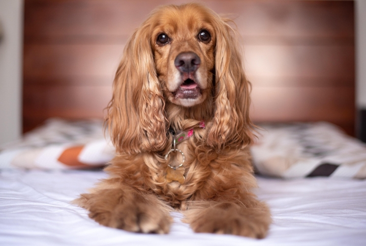 Cocker Spaniel