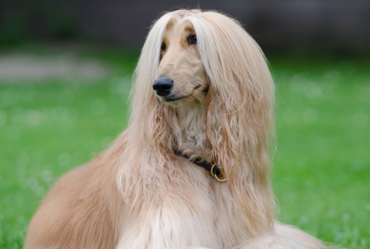 Afghan Hound