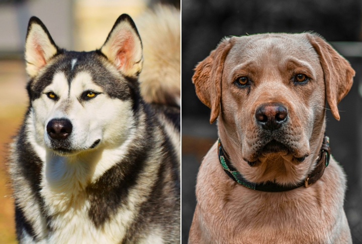 Meet 10 Alaskan Malamute Mixes Full Of Fluffy Charm