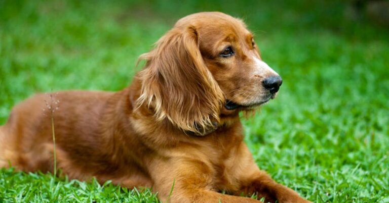 10 Dogs That Often Deal With Recurring Ear Problems 