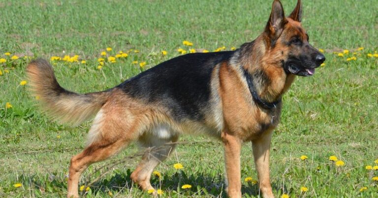 10 Breeds That Respond To Danger Without Hesitation