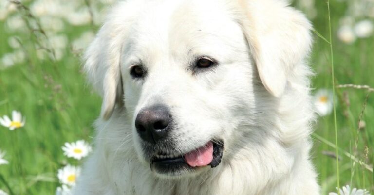 Meet Slovensky Cuvac—Slovakia’s Fiercest Dog Breed 