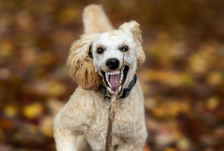 Ignoring Early Warnings Like Growling