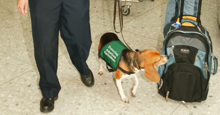 What Happened When Dogs Took Over Runway Patrol In West Virginia