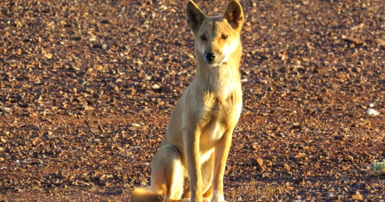 10 Ways Dingoes Defy The “Dog” Label