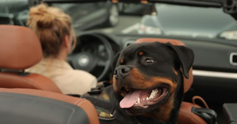 How To Keep Your Car Drool-Free When Traveling With Dogs
