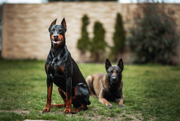 Overlooking Your Dog's Inherited Behavioral Traits