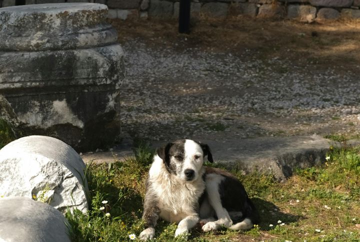 Exhibit Territorial Behavior Around Contaminated Zones