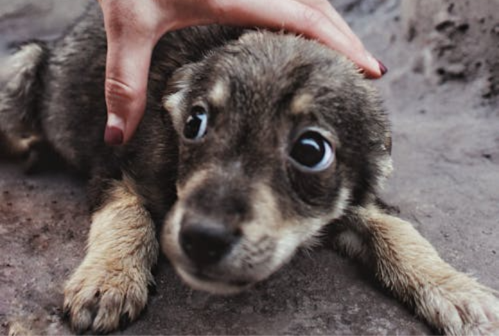 Flooding Dogs With Noise, Crowds, Or Excessive Handling