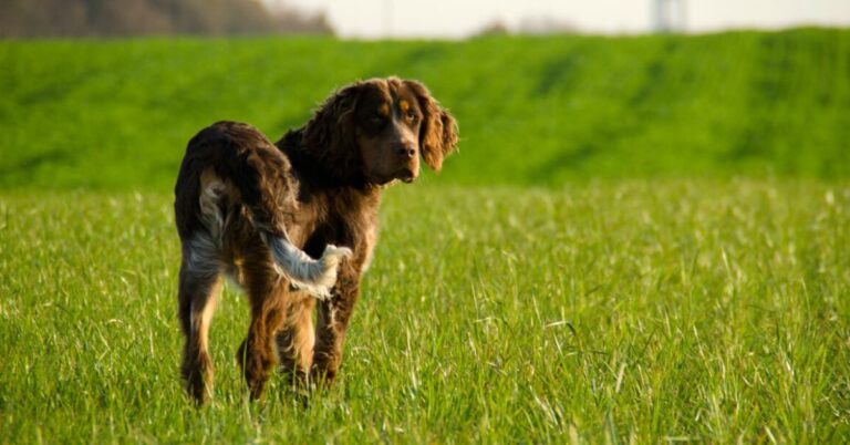 What You Should Know About The Rare Picardy Spaniel Dog