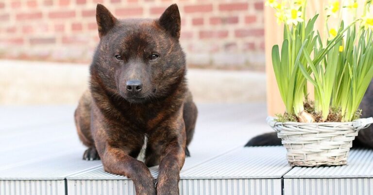10 Stunning Rare Dog Breeds From Japan