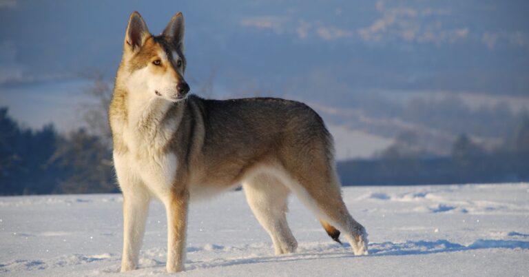 The Saarloos Wolfdog: What You Need to Know About This Rare Breed