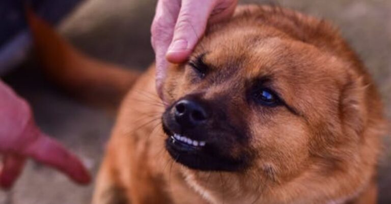 10 Oversights That Can Make Your Calm Dog Lash Out