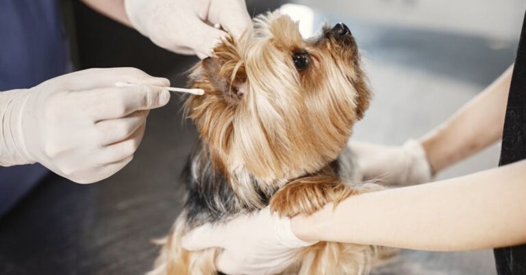 10 Smart Ways To Keep Your Dog’s Ears Clean And Healthy