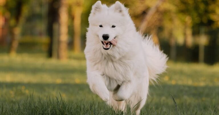 10 Things that are worth knowing about the Charming Samoyed