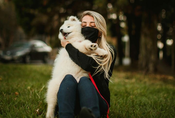 Samoyeds Are Nearly Hypoallergenic