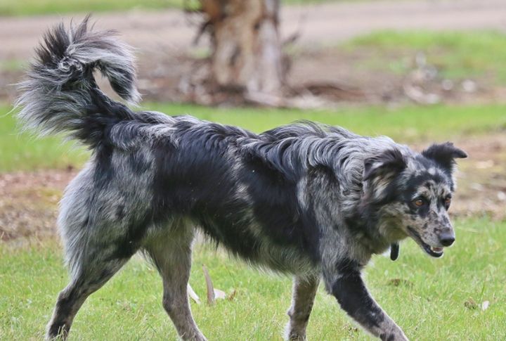 Stockmen Chose Koolies Over Foreign Breeds